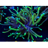 WYSIWYG Euphyllia glabrescens (Maricoltura acclimatata sotto LED) 8D4