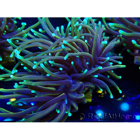 WYSIWYG Euphyllia glabrescens (Mariculture acclimaté sous LED) 8D5
