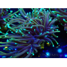 WYSIWYG Euphyllia glabrescens (Mariculture acclimaté sous LED) 8D5