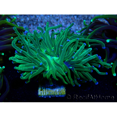 WYSIWYG Euphyllia glabrescens (Mariculture acclimaté sous LED) 8D6