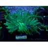 WYSIWYG Euphyllia glabrescens (Maricultura acclimata sotto LED) 8D6