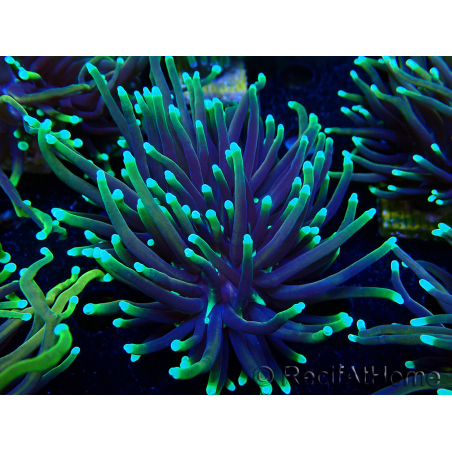 WYSIWYG Euphyllia glabrescens (Mariculture acclimaté sous LED) 8D8