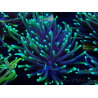 WYSIWYG Euphyllia glabrescens (Maricoltura acclimatata sotto LED) 8N2