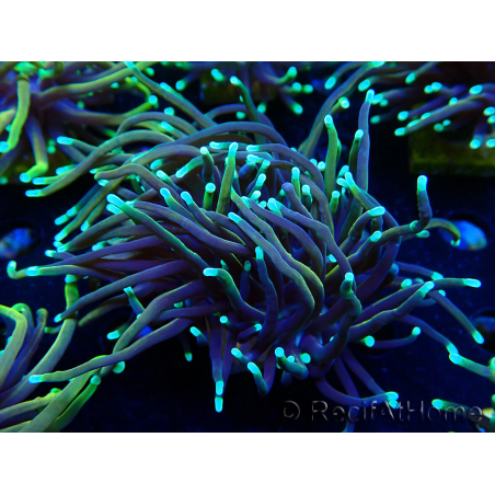 WYSIWYG Euphyllia glabrescens (Maricoltura acclimatata sotto LED) 8E1