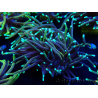 WYSIWYG Euphyllia glabrescens (Maricoltura acclimatata sotto LED) 8E1