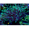 WYSIWYG Euphyllia glabrescens GLITTER GRAIL (Marikultur unter LED akklimatisiert) 8E2