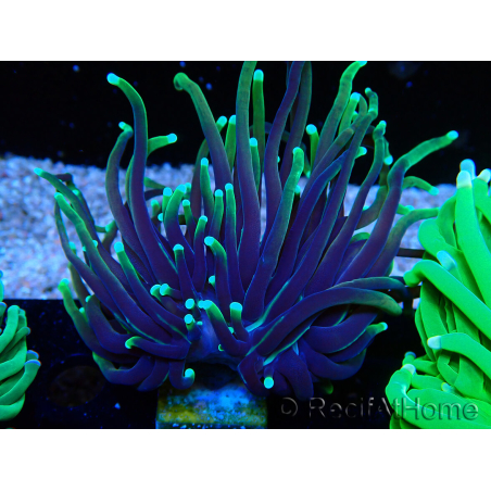 WYSIWYG Euphyllia glabrescens (Maricoltura acclimatata sotto LED) 8E3