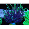 WYSIWYG Euphyllia glabrescens (Maricoltura acclimatata sotto LED) 8E3