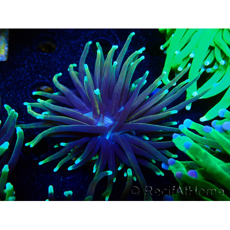 WYSIWYG Euphyllia glabrescens TIGER (Mariculture acclimated under LED) 8E4