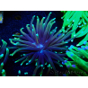 WYSIWYG Euphyllia glabrescens TIGER (Mariculture acclimaté sous LED) 8E4
