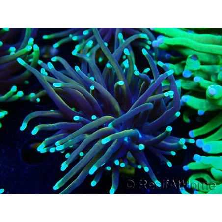 WYSIWYG Euphyllia glabrescens GLITTER GRAIL (Marikultur unter LED akklimatisiert) 8E5