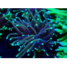 WYSIWYG Euphyllia glabrescens GLITTER GRAIL (Maricoltura acclimatata sotto LED) 8E5