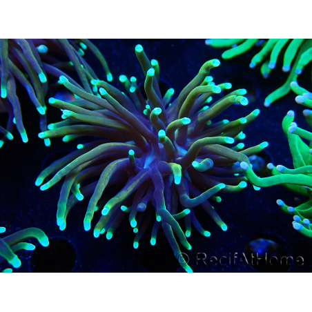 WYSIWYG Euphyllia glabrescens Nuclear Fusion (Marikultur akklimatisiert unter LED) 8E6