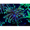 WYSIWYG Euphyllia glabrescens Nuclear Fusion (Maricoltura acclimatata sotto LED) 8E6