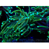 WYSIWYG Euphyllia glabrescens Super Bright (Mariculture acclimaté sous LED) 8E7