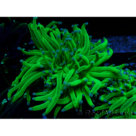 WYSIWYG Euphyllia glabrescens (Mariculture acclimated under LED) 8N4