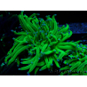 WYSIWYG Euphyllia glabrescens (Mariculture acclimated under LED) 8N4