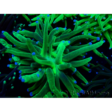 WYSIWYG Euphyllia glabrescens (Mariculture acclimaté sous LED) 8F1