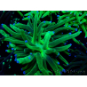 WYSIWYG Euphyllia glabrescens (Marikultur an LED-Licht gewöhnt) 8F1