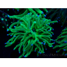 WYSIWYG Euphyllia glabrescens Super Bright (Maricoltura acclimatata sotto LED) 8F3