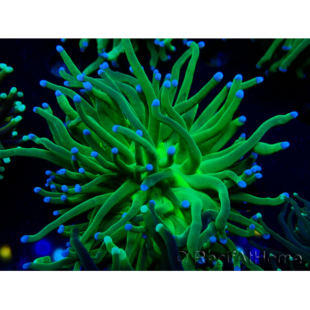 WYSIWYG Euphyllia glabrescens (Maricoltura acclimatata sotto LED) 8G2