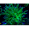 WYSIWYG Euphyllia glabrescens (Mariculture acclimated under LED) 8G2