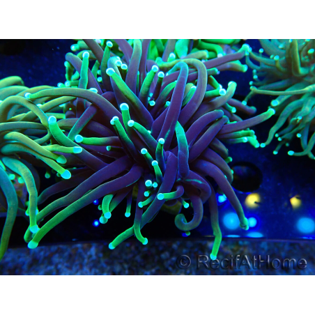 WYSIWYG Euphyllia glabrescens (Mariculture acclimated under LED) 8A7