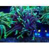 WYSIWYG Euphyllia glabrescens (Maricoltura acclimatata sotto LED) 8A7