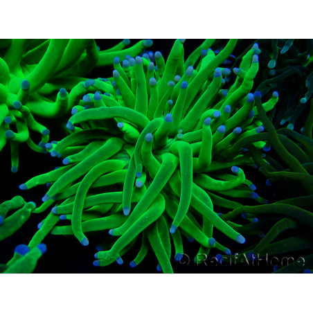 WYSIWYG Euphyllia glabrescens (Mariculture acclimaté sous LED) 8H1