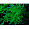 WYSIWYG Euphyllia glabrescens (Maricultura acclimatata sotto LED) 8H1