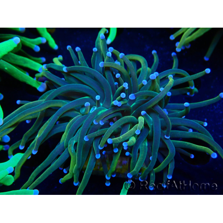 WYSIWYG Euphyllia glabrescens (Marikultur akklimatisiert unter LED) 8H2