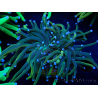 WYSIWYG Euphyllia glabrescens (Mariculture acclimated under LED) 8H2