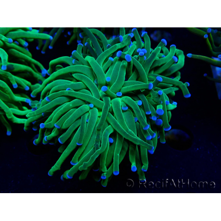 WYSIWYG Euphyllia glabrescens (Mariculture acclimaté sous LED) 8H3