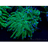 WYSIWYG Euphyllia glabrescens (Mariculture acclimaté sous LED) 8H3