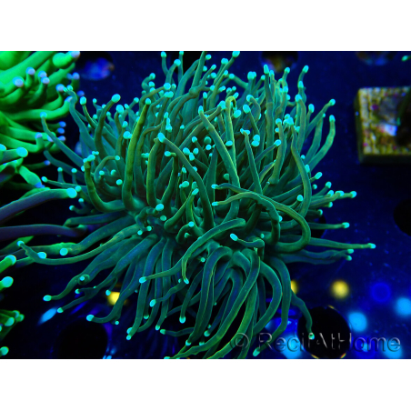 WYSIWYG Euphyllia glabrescens (Maricultura aclimatada bajo LED) 8H6
