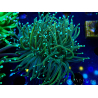 WYSIWYG Euphyllia glabrescens (Mariculture acclimaté sous LED) 8H6