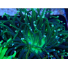 WYSIWYG Euphyllia glabrescens (Maricoltura acclimatata sotto LED) 8I3