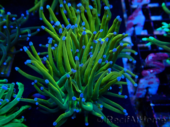 WYSIWYG Euphyllia glabrescens GLITTER GRAIL (Marikultur unter LED akklimatisiert) 8D7