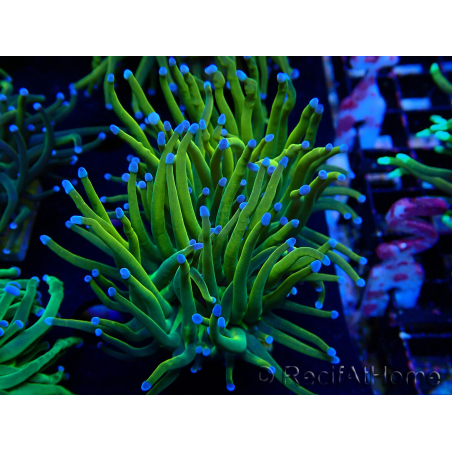 WYSIWYG Euphyllia glabrescens GLITTER GRAIL (Mariculture acclimaté sous LED) 8I7