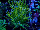 WYSIWYG Euphyllia glabrescens GLITTER GRAIL (Marikultur unter LED akklimatisiert) 8D7