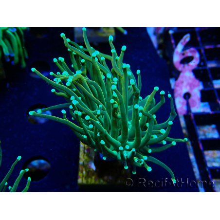 WYSIWYG Euphyllia glabrescens (Mariculture acclimated under LED) 8J1