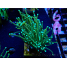 WYSIWYG Euphyllia glabrescens (Maricoltura acclimatata sotto LED) 8J1