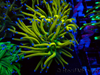 WYSIWYG Euphyllia glabrescens (Maricultura aclimatada bajo LED) 8I5