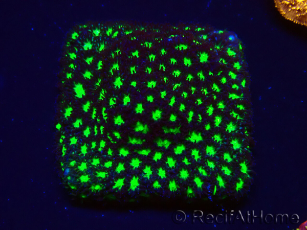 WYSIWYG - RAH Leptastrea Glowworm