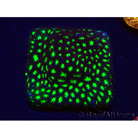 WYSIWYG - RAH Leptastrea Glowworm