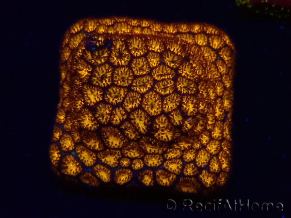 WYSIWYG - RAH Leptastrea gold 3A5