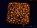 WYSIWYG - RAH Leptastrea oro
