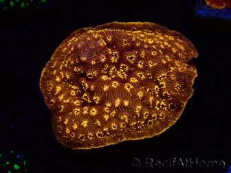 WYSIWYG - RAH Pavona maldivensis Orange 3C8