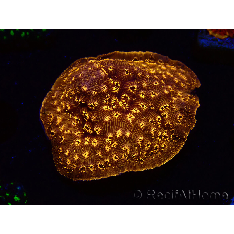 WYSIWYG - RAH Pavona maldivensis Orange