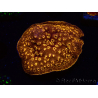 WYSIWYG - RAH Pavona maldivensis Orange 3C8